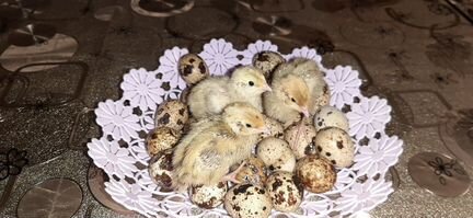 Яйца перепелиные инкубационные Феникс