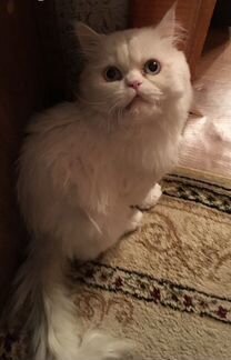 Персидский кот (вязка)
