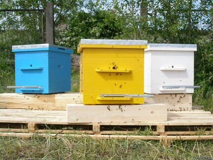 Продам семья пчёл