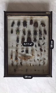 Коллекция жуков
