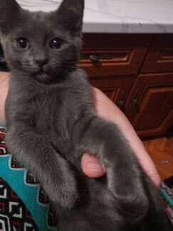 Классный серый котенок 3мес