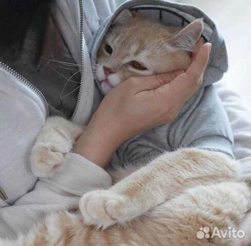 Догситтер, передержка домашних животных