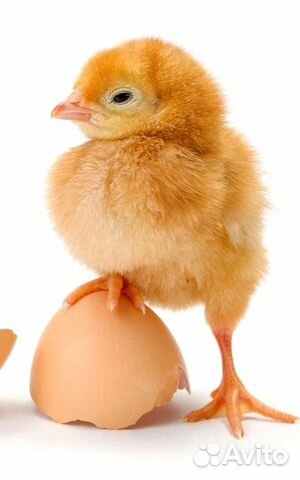 Старт для цыплят несушек