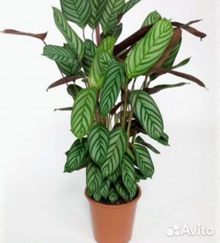 Бесплатно маранта