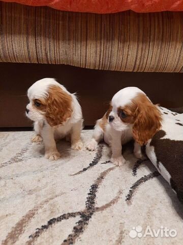 Малыши кавалер кинг чарльз спаниели