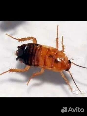 Туркменские тараканы