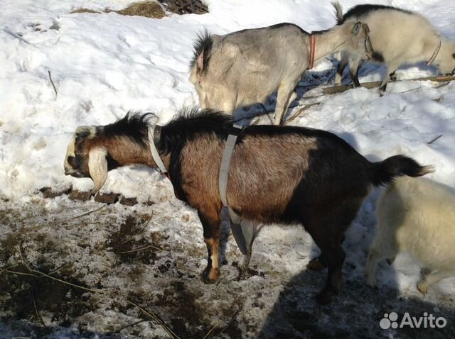 Купить Козу В Раменском Районе