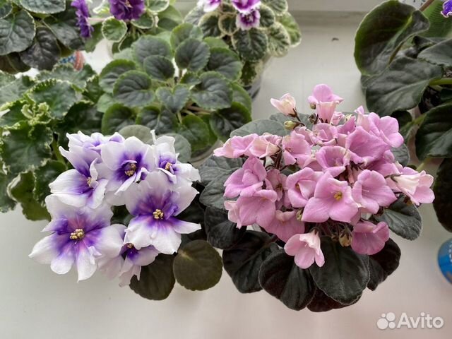 Сортовые фиалки