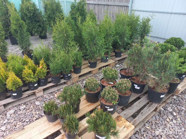 Сосна горная, ель колючая