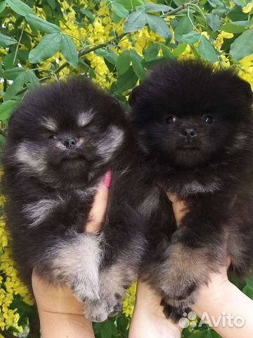 Померанский шпиц чп мишки