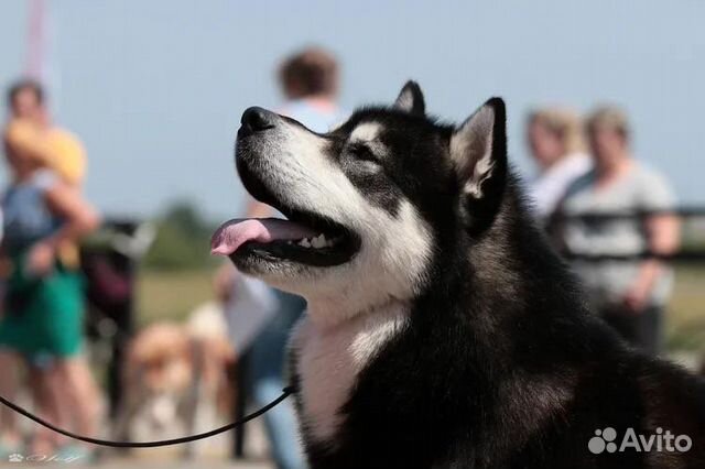 Аляскинский маламут