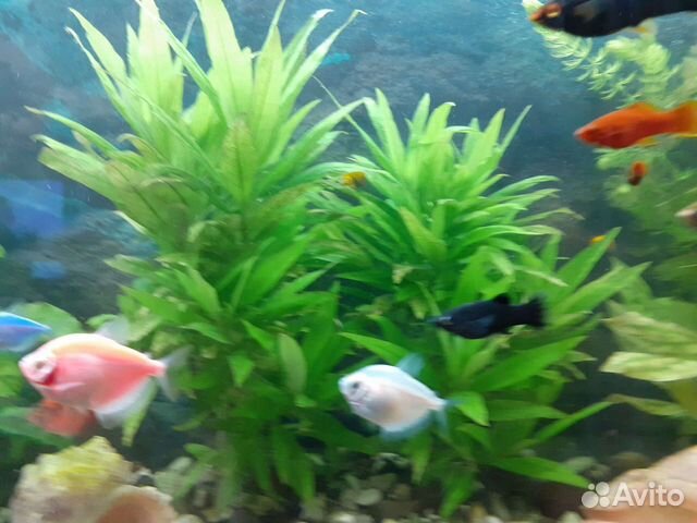 Аквариумные рыбки и растения