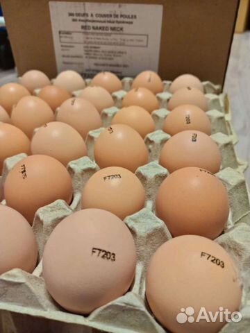 Европейский бройлер росс 308