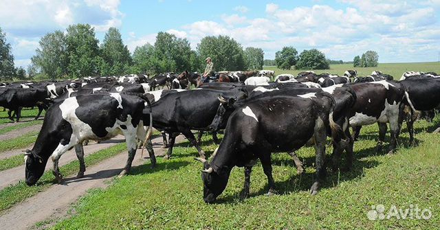 Быки, телки, коровы