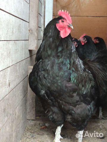 Инкубационное яйцо джерсийский гигант