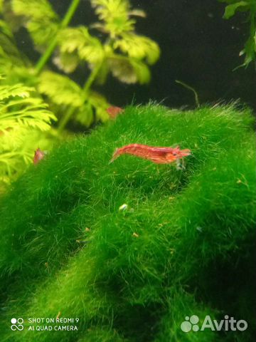 Аквариумные растения, рыбки и креветки