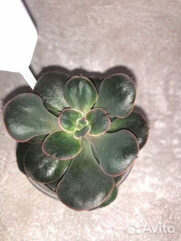 Суккуленты редкие 2