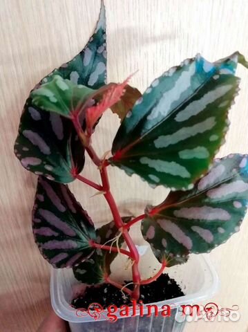 Редкие видовые Бегонии