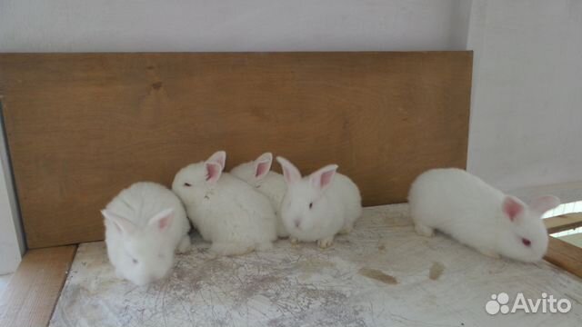 Самки и самцы кроликов купить на Зозу.ру - фотография № 5