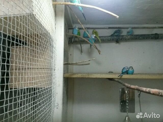 Попугаи волнистые 2.5 месяца купить на Зозу.ру - фотография № 2