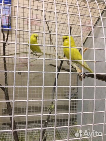 Выставочные Волнистые попугаи (Чехи)