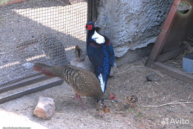 Павлины,фазаны,смеющиеся горлицы купить на Зозу.ру - фотография № 3