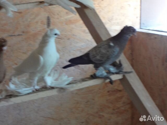 Узбекские бойные голуби купить на Зозу.ру - фотография № 4