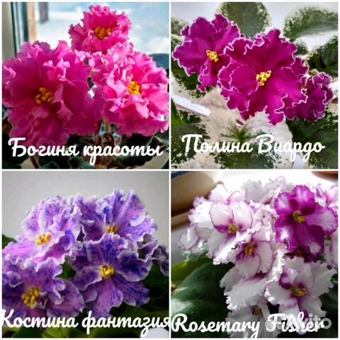 Фиалка сортовая Фиалка сортовая