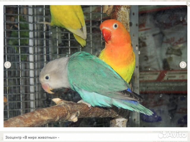 Различные попугаи купить на Зозу.ру - фотография № 10