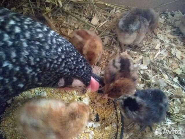 Суточные цыплята/инкубационое яйцо/бройлер купить на Зозу.ру - фотография № 2