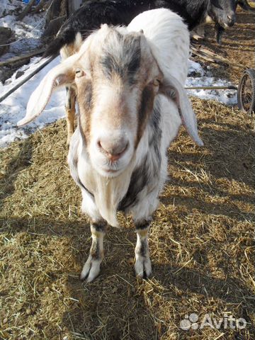 Чешские комолые козы, американцы рогатые купить на Зозу.ру - фотография № 2