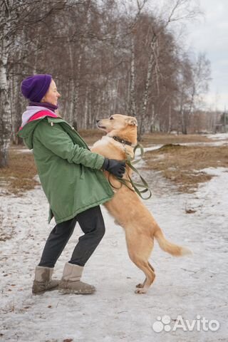 Ларсен хочет домой, собака из приюта в добрые руки купить на Зозу.ру - фотография № 7