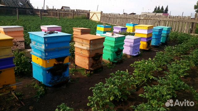 Пчелы купить на Зозу.ру - фотография № 5