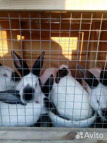 Калифорния кролики купить на Зозу.ру - фотография № 3