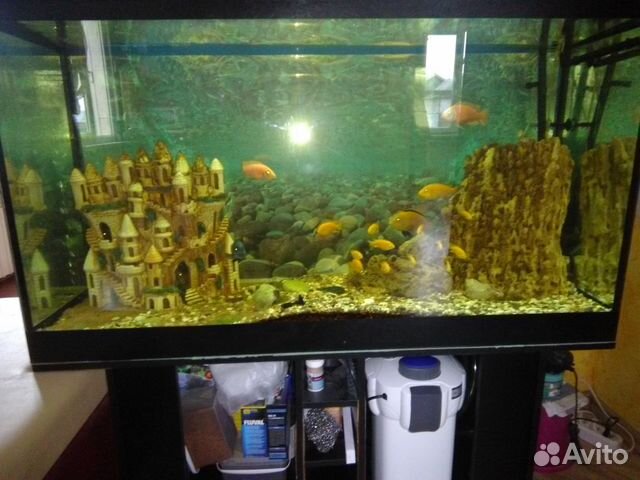 Продаю аквариум с рыбками купить на Зозу.ру - фотография № 7