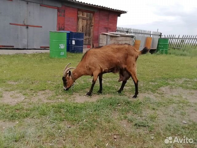 Продам дойных коз и молодняк породы чешская коричн купить на Зозу.ру - фотография № 1