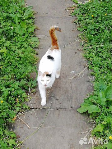 Котики ищут дом купить на Зозу.ру - фотография № 1