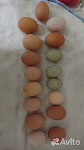 Домашние диривенское инкубационное яйцо купить на Зозу.ру - фотография № 6