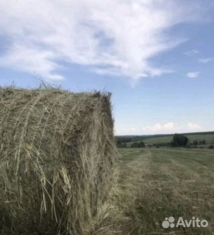 Купить Сено В Новосибирской Области