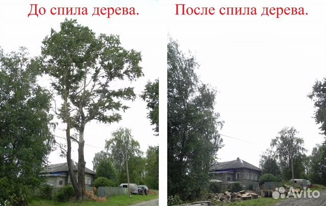 Спилить дерево, спил деревьев и кустов Спилить дерево, спил деревьев и кустов