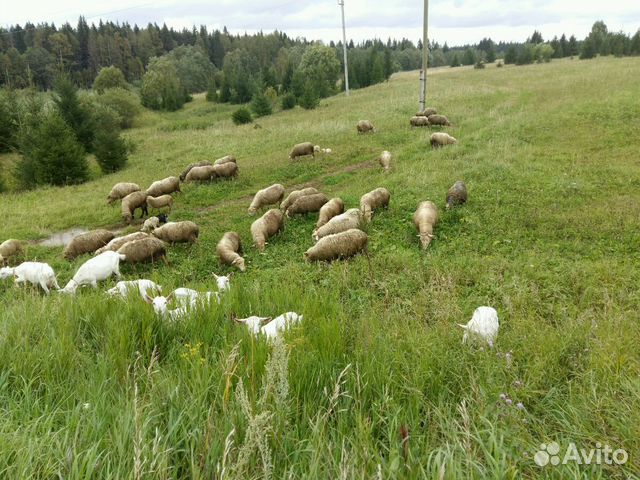 Овцы, молодой козлик купить на Зозу.ру - фотография № 3