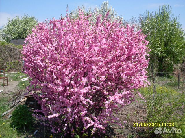 Саженцы плодово ягодных и декоративных культур