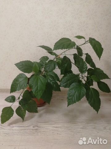 Гибискус (Китайская роза)