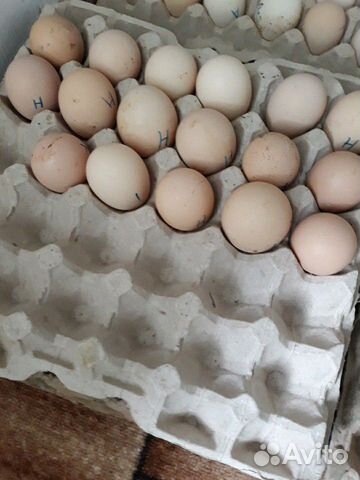 Инкубационные яйца бройлер, утки, гуси, индейка купить на Зозу.ру - фотография № 1