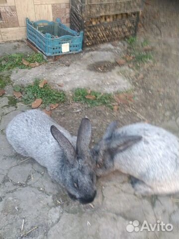 Кролики "серебро" купить на Зозу.ру - фотография № 7