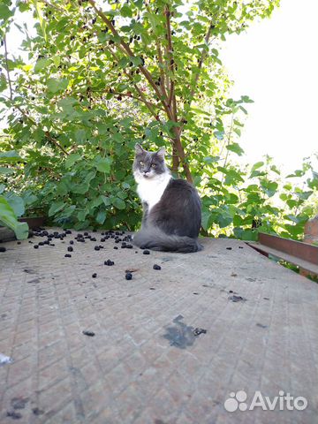 Кот сибирской породы