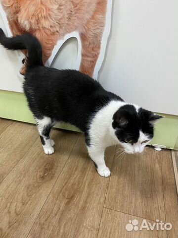 Отдам ласковую Кошечку хорошим людям Отдам ласковую Кошечку хорошим людям