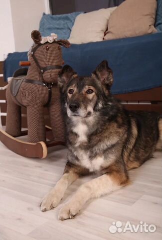 Идеальный пёс Пират ищет дом купить на Зозу.ру - фотография № 5