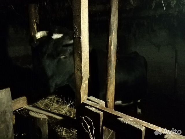 Корова черно Белой породы купить на Зозу.ру - фотография № 3