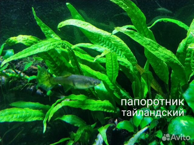 Аквариумные растения купить на Зозу.ру - фотография № 8
